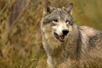 El juego que practican los perros con naturalidad de ir a buscar una pelota y luego traerla de vuelta, gracias a su capacidad de interpretar las señales humanas, también funciona en los lobos. (ARCHIVO) 