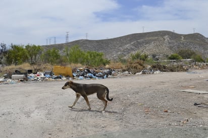 El año más violento fue en 2018 al contabilizarse 26 casos, mientas que en 2019 la cifra disminuyó a 17.