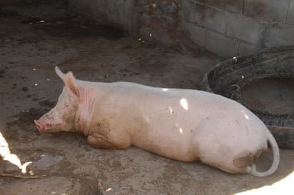 La producción de este alimento durante el año pasado fue de cuatro mil 198 toneladas, un total de 283 toneladas más que en 2018. (EL SIGLO DE TORREÓN) 