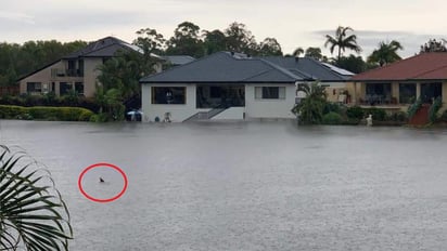 Después de sequías e incendios, en Queensland ya cayó el equivalente a un mes de lluvias. (INTERNET)