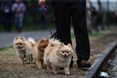 Las aves, perros, gatos así como un amplio rango de mamíferos también pueden contraer este virus, pero es completamente distinto al de Wuhan. (ARCHIVO)