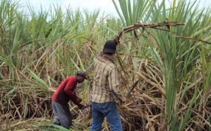 De acuerdo con las reglas de operación de Sembrando Vida, mensualmente cada campesino recibirá 5 mil pesos por cinco años. (ARCHIVO) 