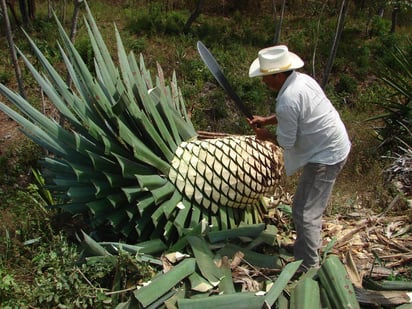 Estas se sumarán a las bebidas que ya cuentan con protección y que son: Tequila, Mezcal, Sotol y Charanda, y extiende la protección a las denominaciones Bacanora y Raicilla. (ESPECIAL)