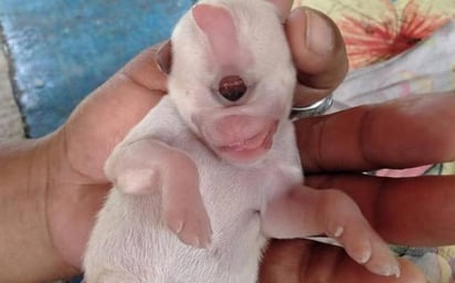 Pese a su condición, sus dueños hacen lo posible para que el cachorro logra sobrevivir. Fotografías de ViralPress. 