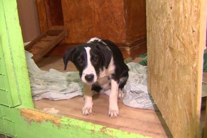 La encargada del refugio descubrió los terribles hechos al acudir a la casa de los adoptantes para ver cómo se encontraba la perrita. (IMÁGENES CORTESÍA DE EAST2WEST) 