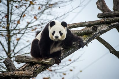 El Parque Zoológico de Beauval en Francia protege a alrededor de 200 especies, muchas en peligro de extinción. (ARCHIVO) 