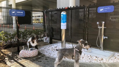 Un concepto único que abrirá todos los días para las mascotas y perros de compañía de viajeros. (INTERNET)