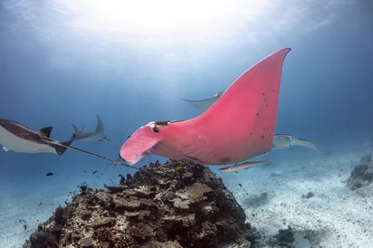 A la mantarraya le dicen Inspector Clouseau, por el personaje de 'La Pantera Rosa'. (INTERNET)