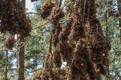 La conservación efectiva de su éxodo está a cargo del monitoreo de Estados Unidos, Canadá y México, comisionados de declarar las áreas de la ruta como protegidas. (ESPECIAL)