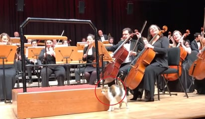 El felino se ha ganado a internautas con su intervención en el concierto (CAPTURA)   