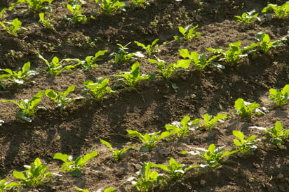 Los directivos de la Organización de las Naciones Unidas para la Alimentación y la Agricultura (FAO), Qu Dogyu y del Fondo Mundial para la Naturaleza (WWF por sus siglas en inglés), Marco Lamberti, analizaron temas como la biodiversidad, el cambio climático, la agricultura y los sistemas alimentarios. (ARCHIVO) 