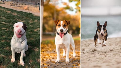 Se le denomina Terrier a un grupo de perros que aunque comparten un origen en común, pueden poseer características físicas totalmente distintas.  (ESPECIAL) 