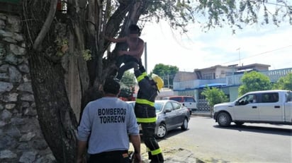 Un joven intoxicado escaló un árbol luego de salir de la Colón, en sus alucinaciones aseguró que varias personas lo seguían. (EL SIGLO DE TORREÓN)