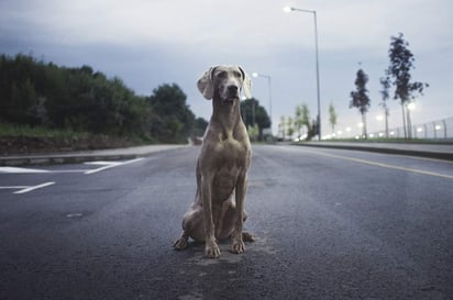 Los perros Weimaraner o Braco de Weimar es considerado uno de los perros más elegantes y debido a su figura estilizada y espectacular belleza.  (ARCHIVO)