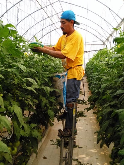 De los asegurados ante el IMSS, una cantidad mínima trabaja en el campo, algunos de forma permanente y otros, eventual.