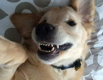 Hace no mucho tiempo, un Golden Retriever llamado Wesley se hizo viral en redes sociales luego de que su familia compartiera una foto de él mostrando su nuevos brackets. (ESPECIAL) 