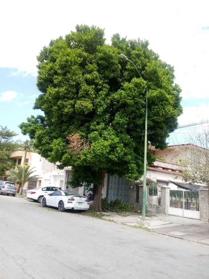 De lo alto de este árbol cayó el jardinero y se golpeó la cabeza con el pavimento. Perdió la vida en el mismo lugar. (EL SIGLO DE TORREÓN)