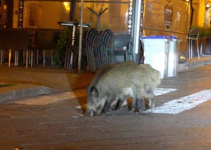 Un jabalí camina en las calles vacías de Roma durante la cuarentena italiana. (CORTESÍA) 