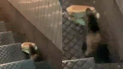 Tras la difusión del video, algunos han apodado al animal como la 'estrella de Nueva York' (CAPTURA) 