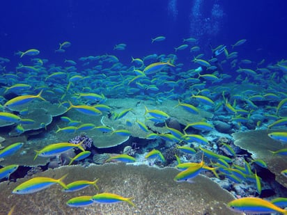 Desde la época preindustrial, los océanos del mundo se han calentado en promedio un grado centígrado y esto ha provocado cambios generalizados en el tamaño de las poblaciones de especies marinas. (ARCHIVO) 