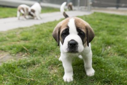 La compañía de un cachorro ayuda a la salud emocional, pues tiene efectos psicológicos, psicosociales y terapéuticos. (ARCHIVO)