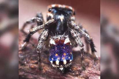 Descubierta en Australia, los colores de esta especie son distintivos. (INTERNET)