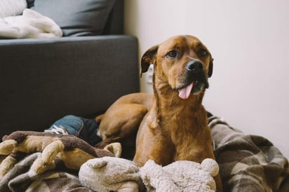 Si algún miembro de la familia presenta un cuadro respiratorio leve, evite acercarse a la mascota, no los abrace ni los bese hasta saber a qué se debe, y aún así es mejor evitarlo. (ARCHIVO)