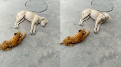 El can huyó despavorido al ver al animal de peluche frente a él (CAPTURA) 