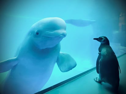 Uno de sus últimos videos muestra el encuentro amistoso entre un pingüino y una beluga desde su tanque.(ESPECIAL)