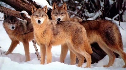 El lobo rojo (Canis rufus) vuelve a ser objeto de rescate para conservar la especie, ya que su población ha disminuido drásticamente en los Estados Unidos. (ESPECIAL) 