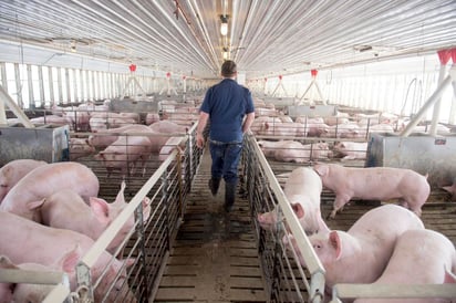 El presidente estadounidense Donald Trump tomó el martes una acción ejecutiva para ordenar que las plantas de procesamiento de carne permanezcan abiertas en medio de las inquietudes sobre el creciente número de casos de coronavirus y el impacto en el suministro de alimentos de la nación. (ARCHIVO)