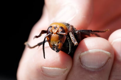 La Comisión Nacional para el Conocimiento y Uso de la Biodiversidad (Conabio) de México informó este viernes que de acuerdo con su sistema de información sobre especies invasoras, 'en México no se ha detectado' la presencia del avispón asiático gigante (Vespa mandarinia). (AP)