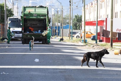 Para detener el incremento de animales callejeros, la diputada perredista Claudia Ramírez, busca implementar como obligatoria la esterilización. (ARCHIVO)