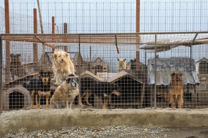 La propuesta es de campañas de esterilización obligatoria de animales abandonados por parte de cada municipio.