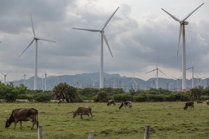 Desde 2016 se concluyó que la CFE estaba comprando energía eólica más cara de lo que la producía.