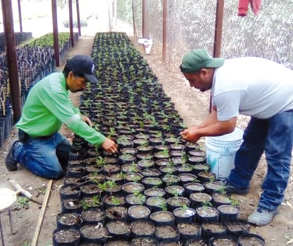 En los frutales, se producen higueras, limones, naranjos, guayabos, aguacate y míspero japonés.