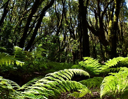 El bosque más antiguo de China tiene 371 millones de años y se ubica en la prefectura de Tacheng, en la región autónoma uygur de Xinjiang, en el noroeste del país, informaron investigadores de China y Estados Unidos. (ARCHIVO) 