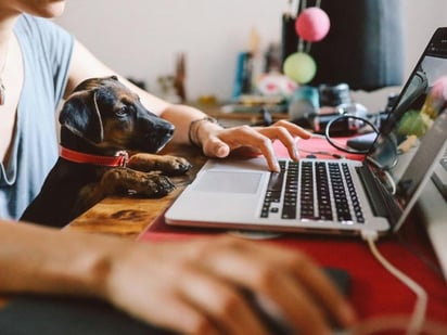 En esas condiciones, puede resultar complicado administrar el tiempo y el espacio en casa para no disminuir la productividad laboral, pero tampoco descuidar las tareas del hogar, entre ellas la atención a las mascotas. (ARCHIVO)