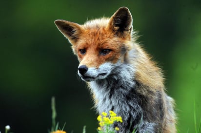 Los zorros rojos que habitan ciudades británicas como Londres y Edimburgo están más cerca de convertirse en animales domésticos, ya que desarrollan cambios fisiológicos para adaptarse mejor al entorno urbano. (ARCHIVO) 