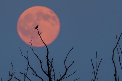 Este fenómeno, además de ser el último de la primavera, será perceptible sólo en algunas partes del mundo y tendrá una duración aproximada de tres horas. (ARCHIVO)