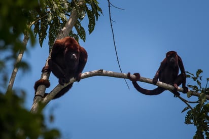 ¿Qué pasa si a un mono le enseñas un avatar de mono? ¿Cómo reacciona y cómo de parecido a él tiene que ser para que no le cause rechazo? Un equipo de investigadores ha constatado que estos primates reciben mejor aquellos dibujos más realistas. (ARCHIVO) 