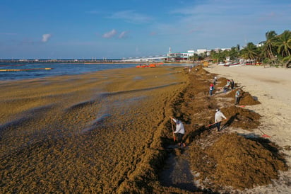 Sargazo en Quintana Roo. (ARCHIVO)