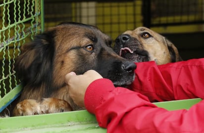 Cerca de 10 millones de perros son asesinados para su consumo en China al año. (ARCHIVO) 