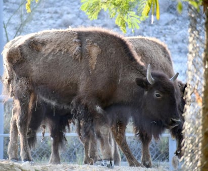 El Parque Ecológico y de Vida Silvestre, ubicado en Monclova, es el único zoologico de Coahuila y cuenta con más de 40 especies de animales.
(EL SIGLO DE COAHUILA)