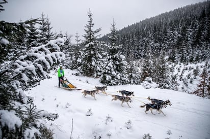 un estudio genómico concluye que los primeros perros de trineo surgieron hace 9,500 años en Siberia y que su ayuda fue fundamental para la supervivencia del hombre. (ARCHIVO) 