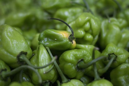 Científicos de la Universidad Nacional Autónoma de México (UNAM) se dedican al estudio de los procesos metabólicos de chiles, como el serrano y el habanero, que cuentan con propiedades antinflamatorias y analgésicas, lo que los convierte en frutas potenciales para la innovación en producción farmacológica. (ARCHIVO) 
