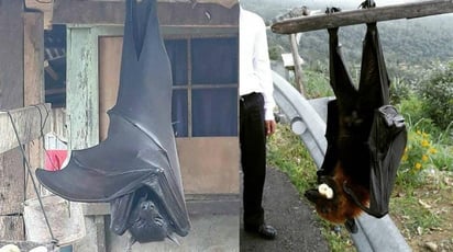 Al ejemplar se le conoce también como 'zorro volador', debido a la semejanza facial que comparte con estos animales (CAPTURA)  