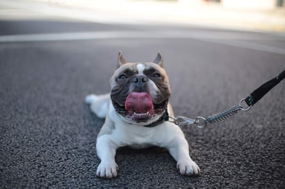 El aumento de peso es uno de los estragos a los que probablemente se esté enfrentando tu mascota luego de la cuarentena, y el cual es mejor combatir ya que de esperar más tiempo podría ir tomando más kilos que repercutan en su salud conforme vaya envejeciendo.  (ESPECIAL)