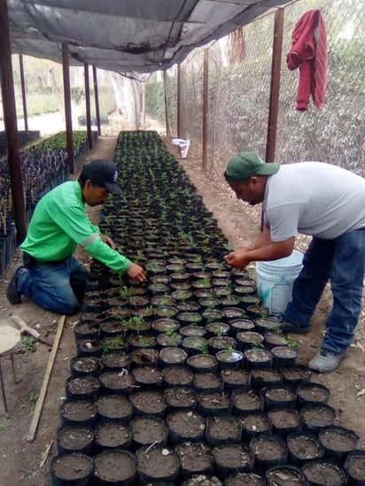 A los usuarios que se encuentren al corriente ante Sapal, se le regalará un árbol en diferentes fechas y sedes.