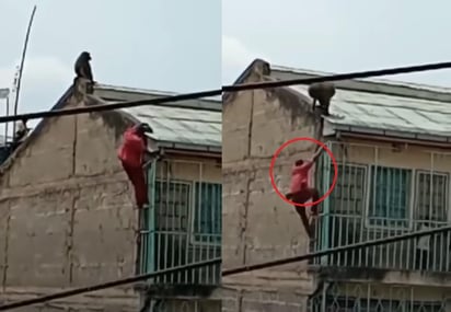 El animal se fue sobre el hombre cuando otro sujeto le arrojó un objeto (CAPTURA)  